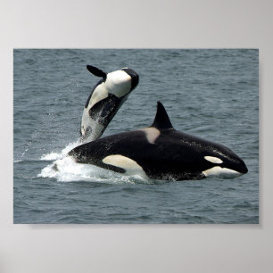 Poster Alaska Killer Whale Photo