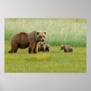 Poster Alaskan Brown Bear with Cubs in a Meadow
