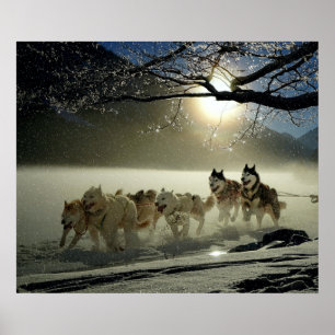 Poster Alaskan Husky Dog Sled Race