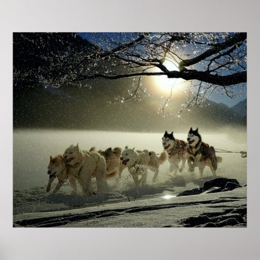 Poster Alaskan Husky Dog Sled Race (Devant)