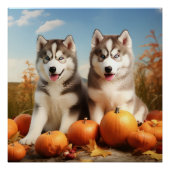 Poster Alaskan Malamute Chiot Automne Citrouille délice (Devant)