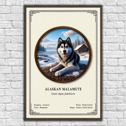 Poster Alaskan Malamute Zoology Series