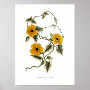 Poster Alata de Thunbergia