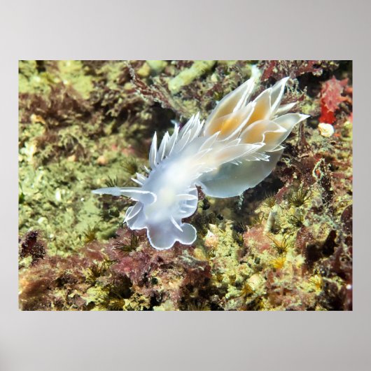 Poster Albâtre Nudibranche - Beaux-Arts (Devant)