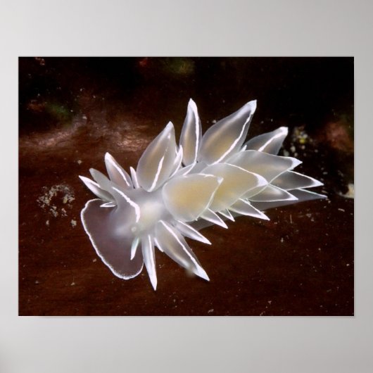 Poster Albâtre Nudibranche - Imprimantes d'art (Devant)