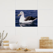 Poster Albatros (Cuisine)