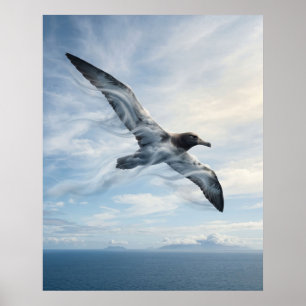 Poster Albatros des vents Océan infini