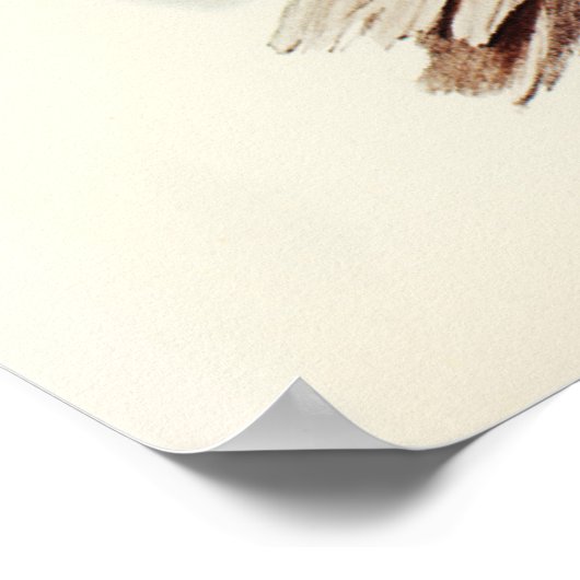 Poster Albert Lyre-Bird (Menura Alberti) illustré par E (Coin)