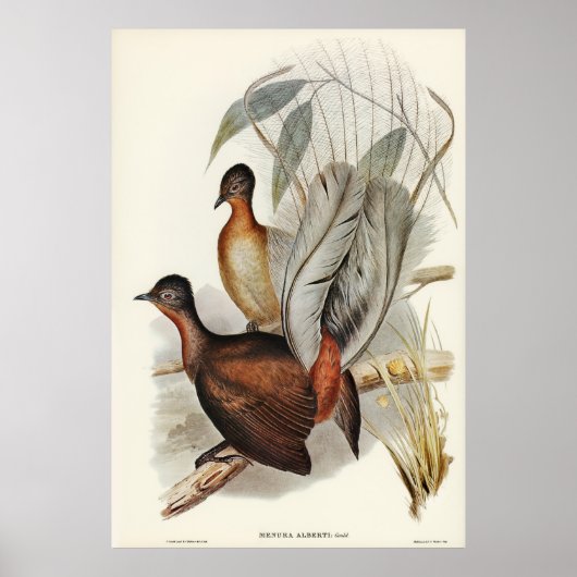 Poster Albert Lyre-Bird (Menura Alberti) illustré par E (Devant)