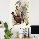 Poster Albert Lyre-Bird (Menura Alberti) illustré par E (Bureau à domicile)
