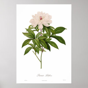 Poster Albiflora de Peonia