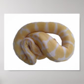 Poster Albino Ball Python (Devant)