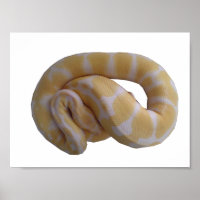Poster Albino Ball Python