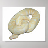 Poster Albino Bumble Bee (Devant)