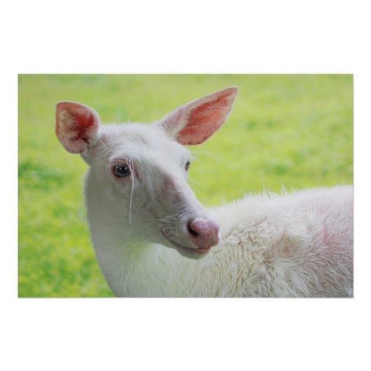 Poster Albino Deer (Devant)