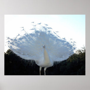 Poster Albino flamboyant Peacock