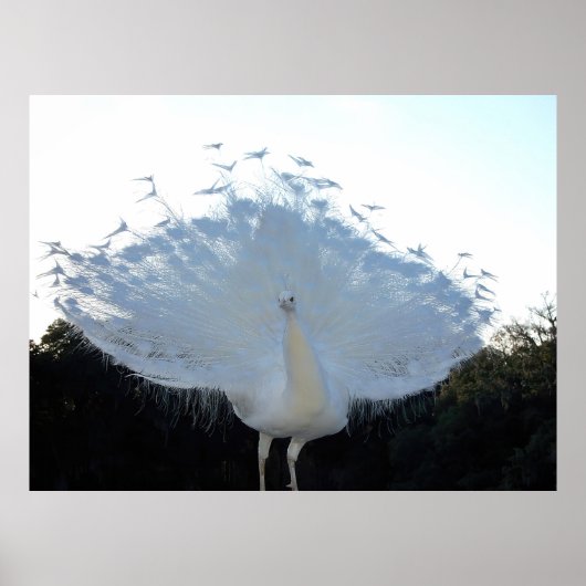 Poster Albino flamboyant Peacock (Devant)