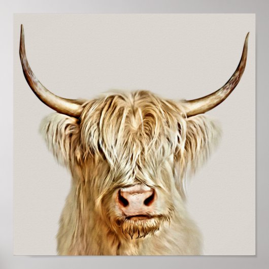 Poster Albino Highland Cow (Devant)
