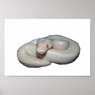 Poster Albino Ivory