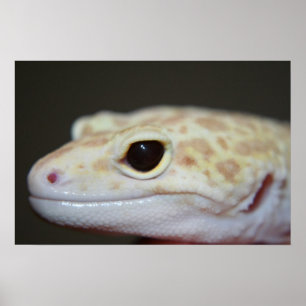 Poster Albino Leopard Gecko Gros plan