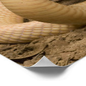 Poster Albino Monacled Cobra, Naja kaouthia, enroulé (Coin)