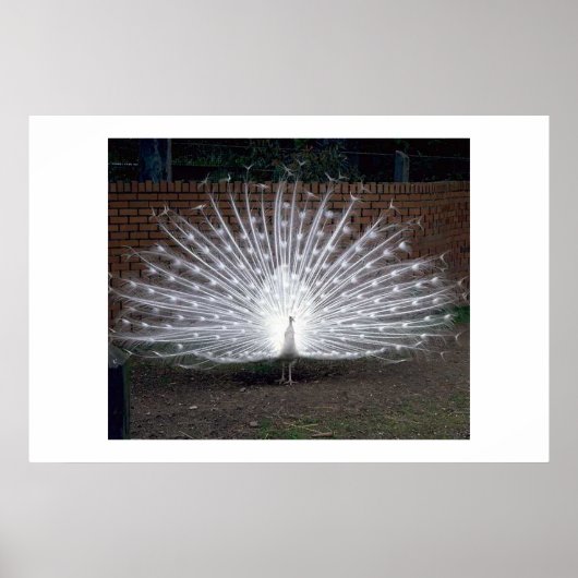 Poster Albino Peacock (Devant)