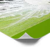 Poster Albino-Peacock (Coin)