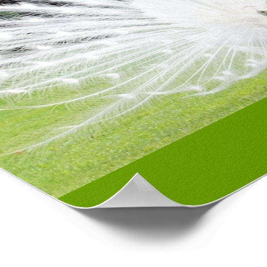 Poster Albino-Peacock (Coin)