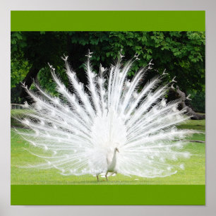 Poster Albino-Peacock