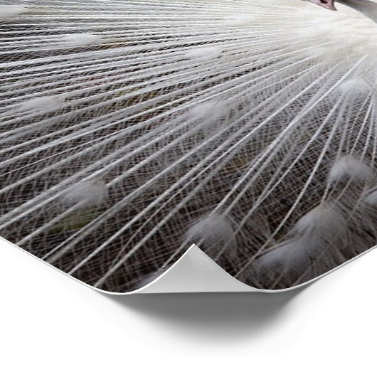 Poster Albino Peacock (Coin)