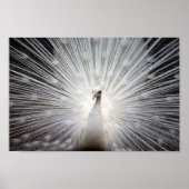 Poster Albino Peacock (Devant)