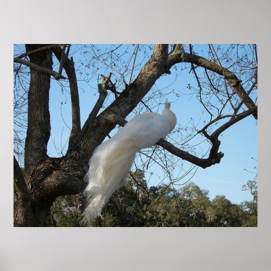 Poster Albino Peacock dans un arbre (Devant)