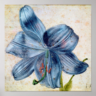 Poster Albrecht Durer - Étude D'Une Lily