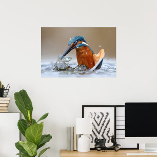 Poster Alcedo Atthis Martin-pêcheur chassant dans l'eau L