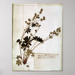 Poster Alchemilla, d'un Herbarium