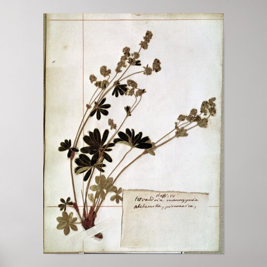 Poster Alchemilla, d'un Herbarium (Devant)