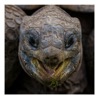 Aldabra Tortoise Giant Puzzle