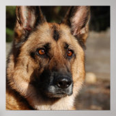 Poster Alert German Shepherd (Devant)