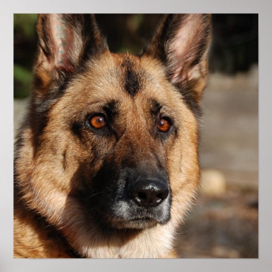 Poster Alert German Shepherd (Devant)