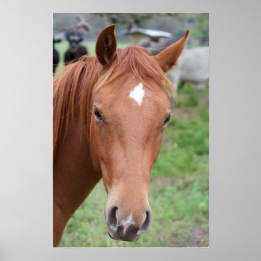 Poster Alerte Brown Horse Gros plan (Devant)