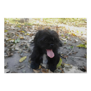 Poster Alerte chiot mignon