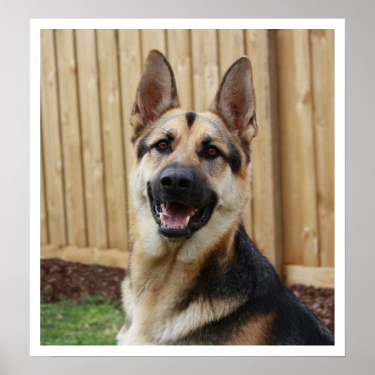 Poster Alerte de siège du berger allemand (Devant)