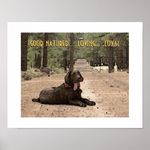 Poster Alerte Labrador chocolat sur un sentier forestier