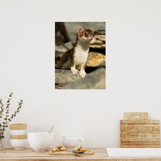 Poster Alerte Weasel (Cuisine)