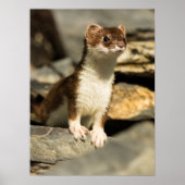 Poster Alerte Weasel (Devant)