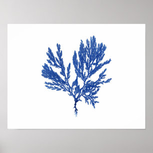 Poster Algue bleue #4 42x32cm