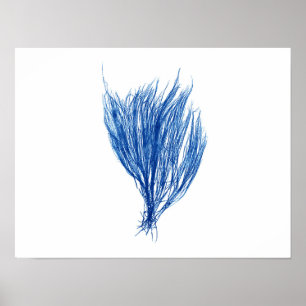 Poster Algues bleues #2 taille 42x32cm