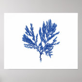 Poster Algues bleues #4 42x32cm (Devant)