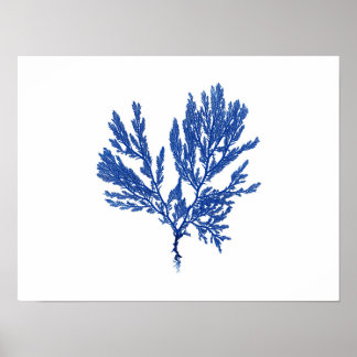 Poster Algues bleues #4 42x32cm