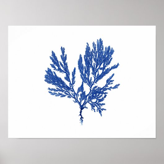Poster Algues bleues #4 42x32cm (Devant)